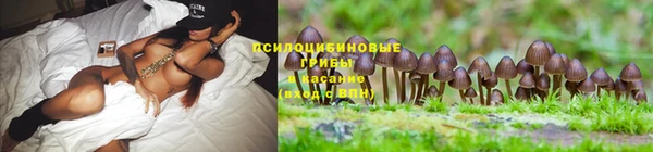 гидра Белокуриха