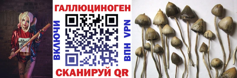Псилоцибиновые грибы Psilocybe  darknet как зайти  Богданович  как найти закладки  mega как войти 